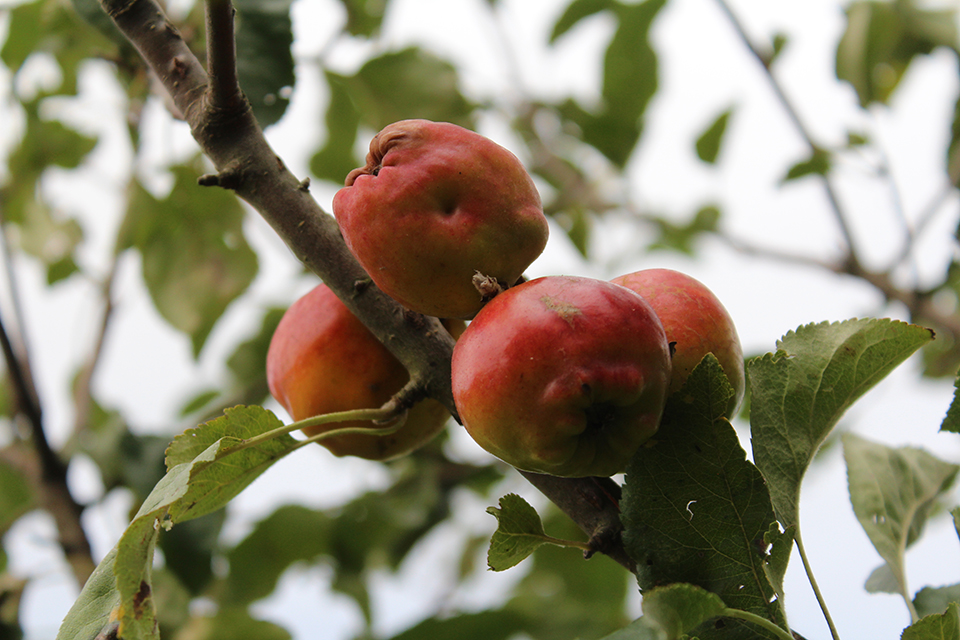 Natur Detail 13