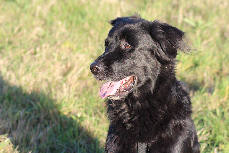 Tiere Detail 3