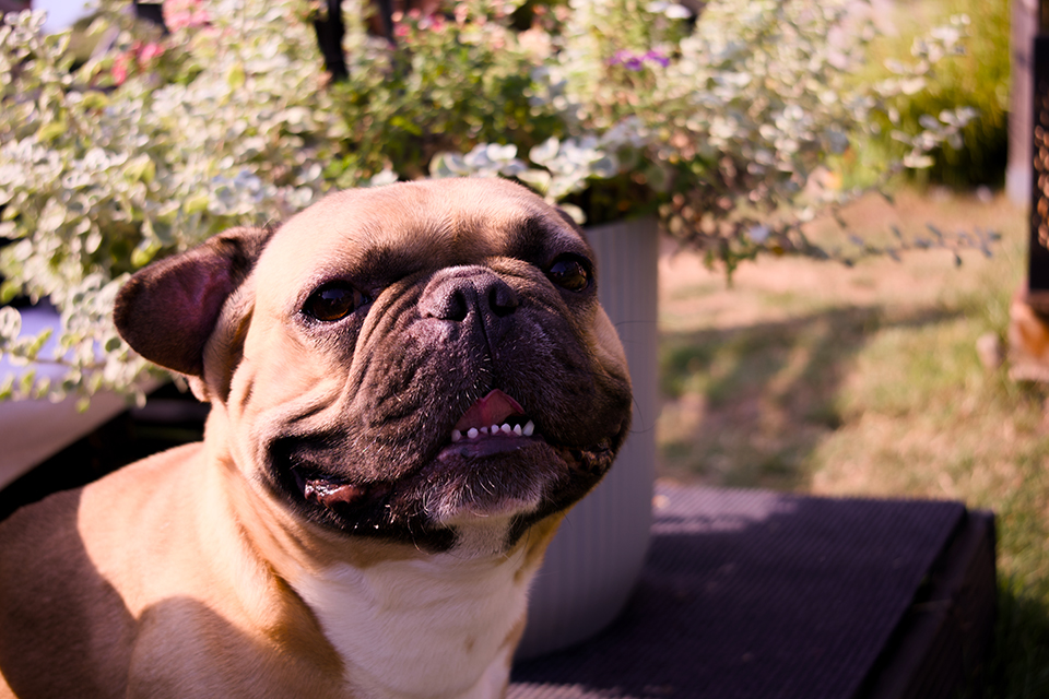 Tiere Detail 5
