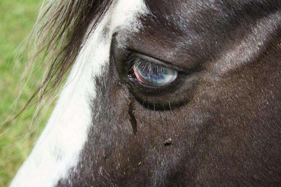 Tiere Detail 6