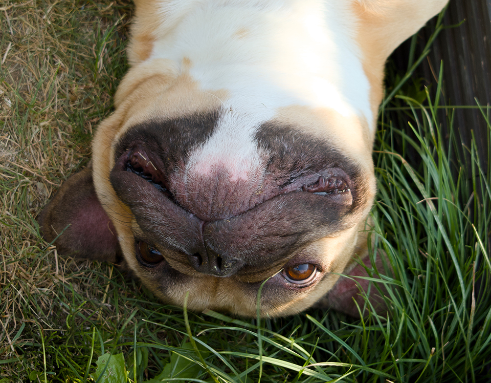 Tiere Detail 8