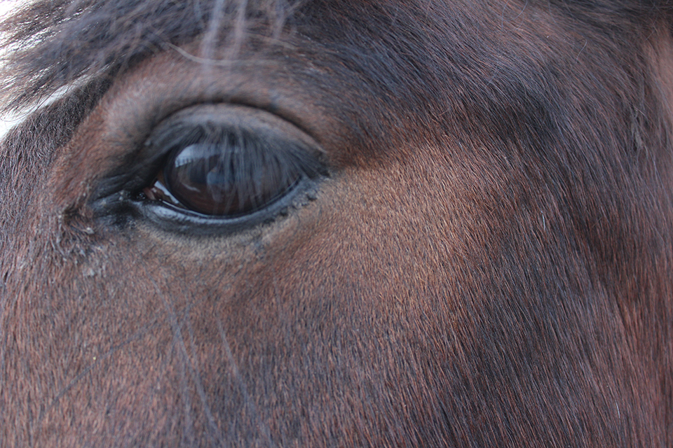 Tiere Detail 9